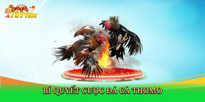 bi-quyet-cuoc-da-ga-thomo-4