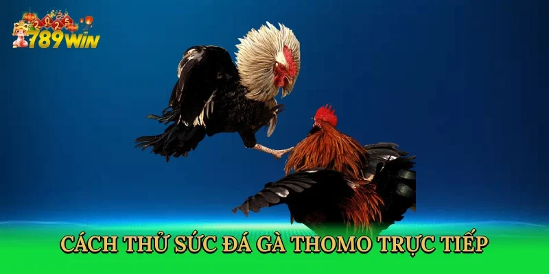 cach-thu-suc-da-ga-thomo-truc-tiep-3