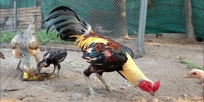 Gà đá cựa tròn RED88 cần lựa chọn đúng chiến kê
