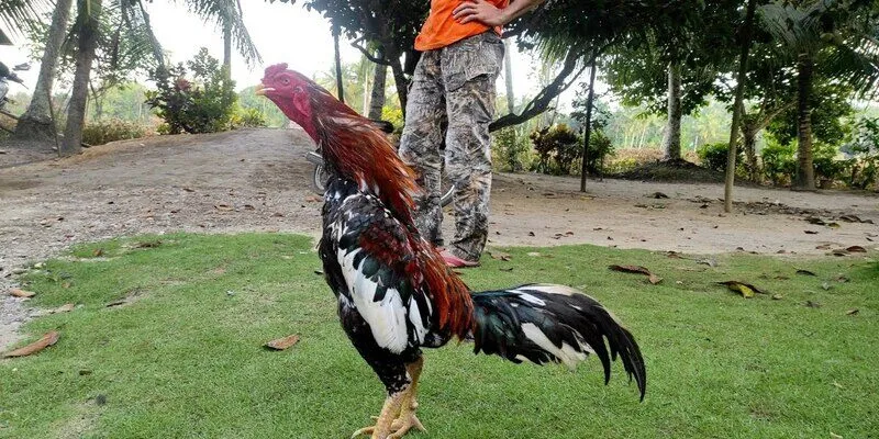 gà đá cựa tròn RED88